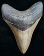 Megalodon Tooth - Beautiful Blade #9943-1